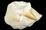 Otodus Shark Tooth Fossil in Rock - Huge Tooth! #183753-1